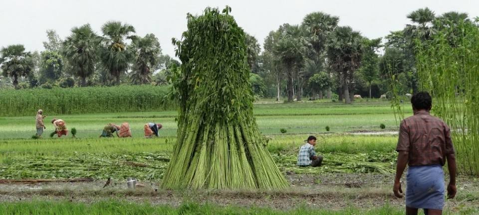 印度黄麻养活近千万人,被欧洲大量收购,为何我国却要早早淘汰?