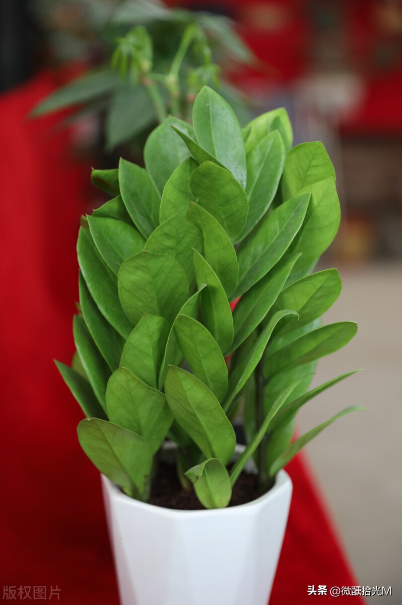 新装修的房子除甲醛，选对这10种绿植，拥有清新健康环境