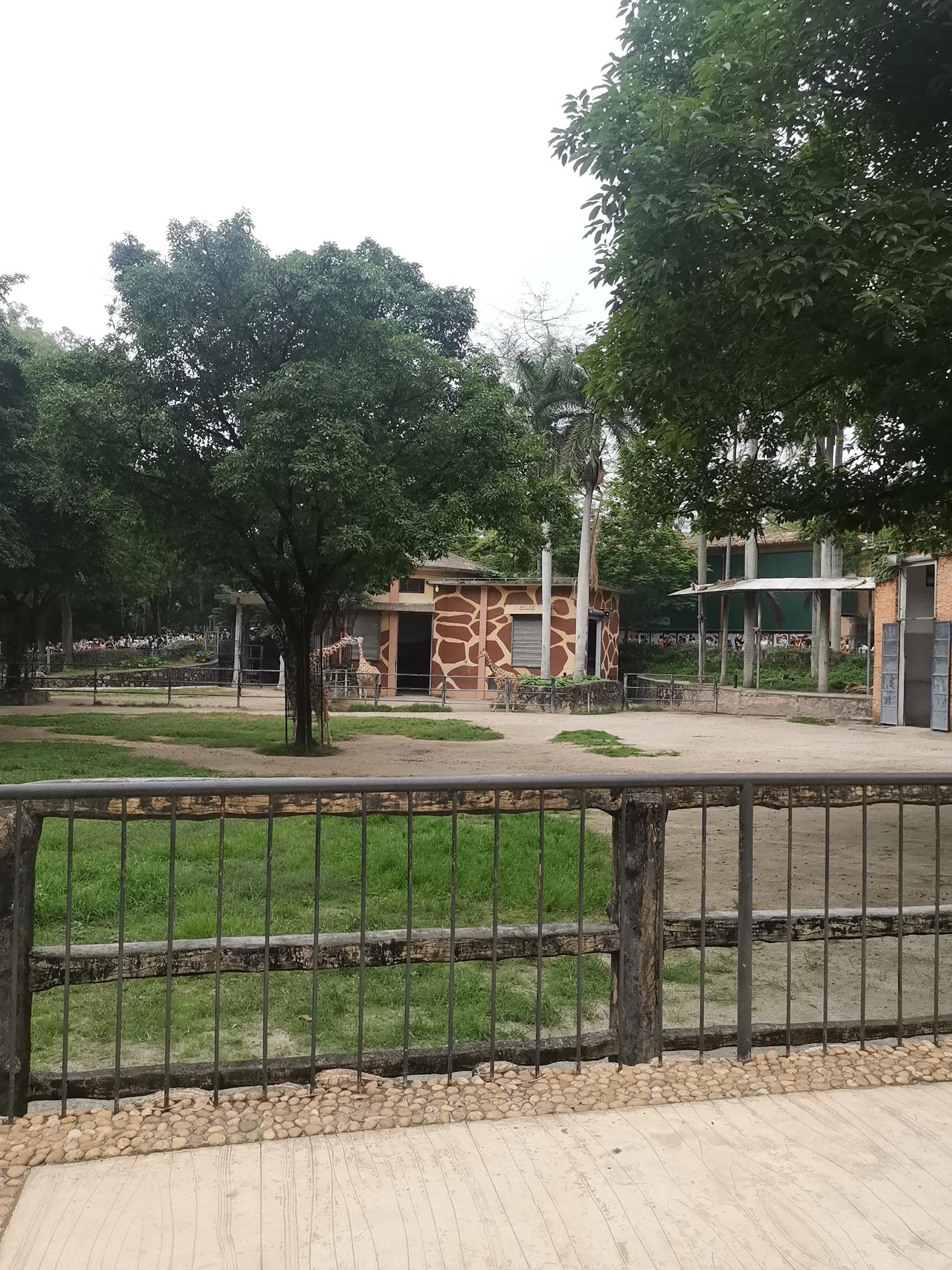 五一广州动物园攻略自由行,五一游广州野生动物园