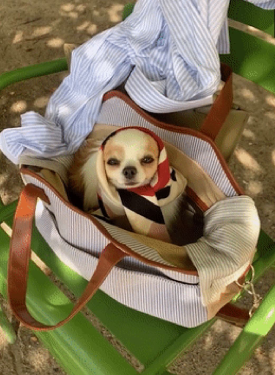 到巴黎街头走一圈才发现：不止女人会打扮，连狗狗都穿得比你时髦