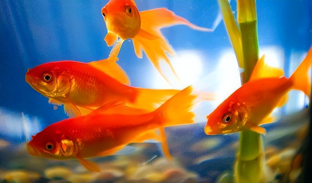 草金鱼晚上沉在水底不动,金鱼肚子胀大趴在水底不动