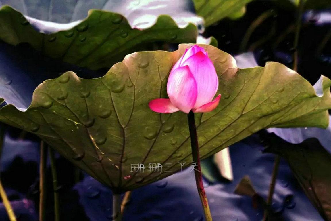 佛山最美荷花景区,佛山荷花世界游玩攻略