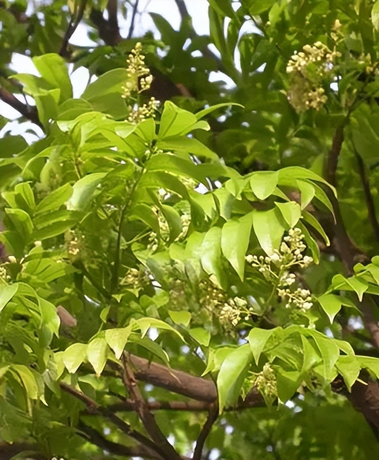 植物识别小口诀，总结的太全了！