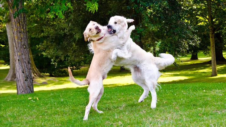 狗狗交配难舍难分？真正的原因，很多铲屎官都不知道