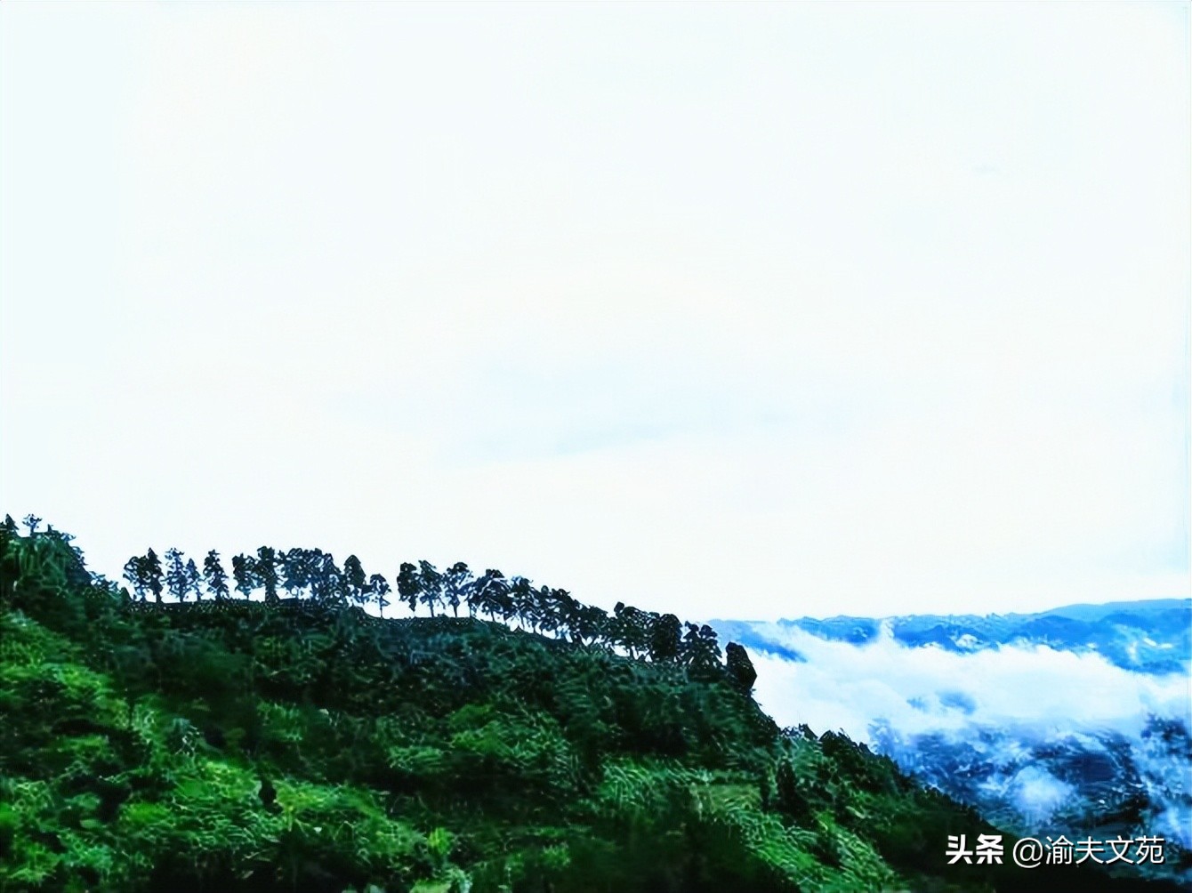 秋虫读后感,秋虫入窗读后感