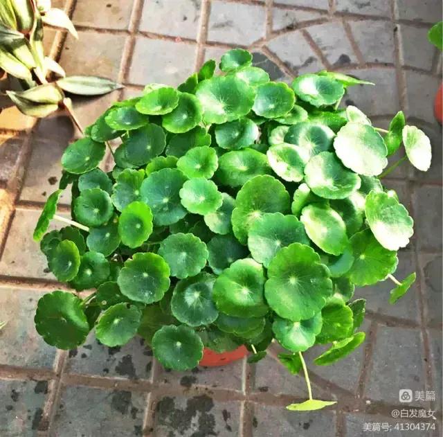 优美抒情散文朗诵,优美抒情散文