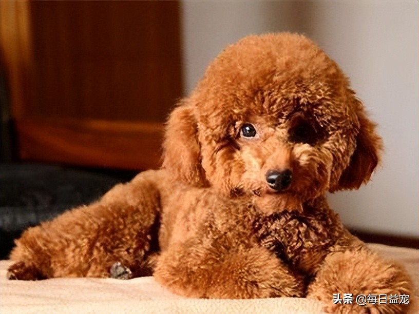 如何正确的纠正泰迪狗狗挑食,泰迪狗挑食怎么办最有效的方法