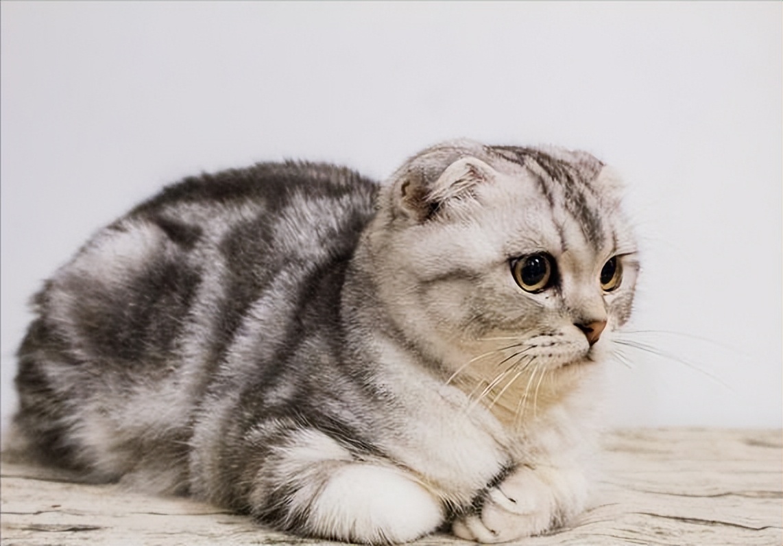 十大最不值得养的猫,四种不建议养的猫咪