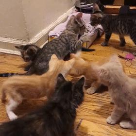 玳瑁阴阳脸猫,阴阳脸玳瑁小猫