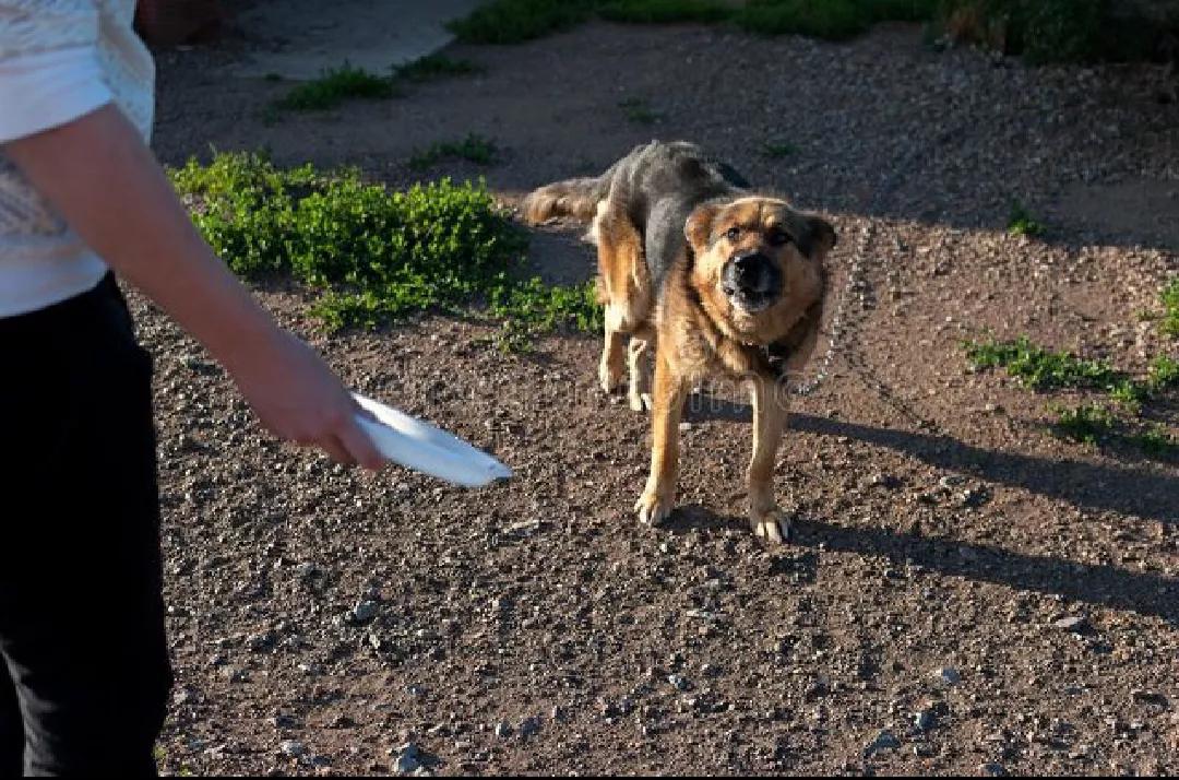 路上遇到恶犬自救方法,路上遇到恶犬怎么自救