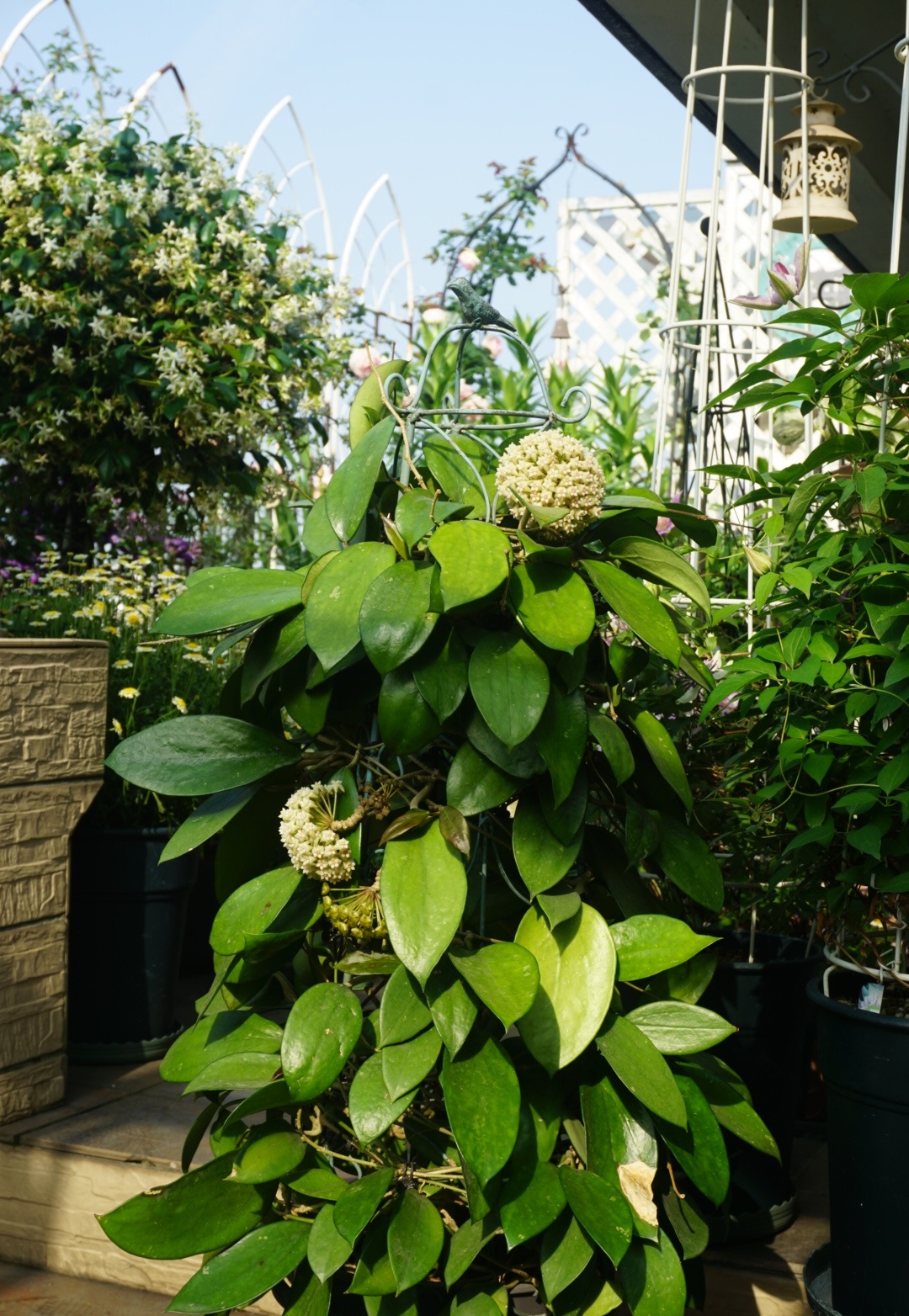 新手养球兰，就选“羊脂玉”，皮实好养，又美又香，而且开花勤奋