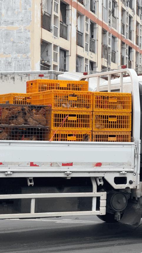 三联鸡鸭市场在哪里,三联市场家禽