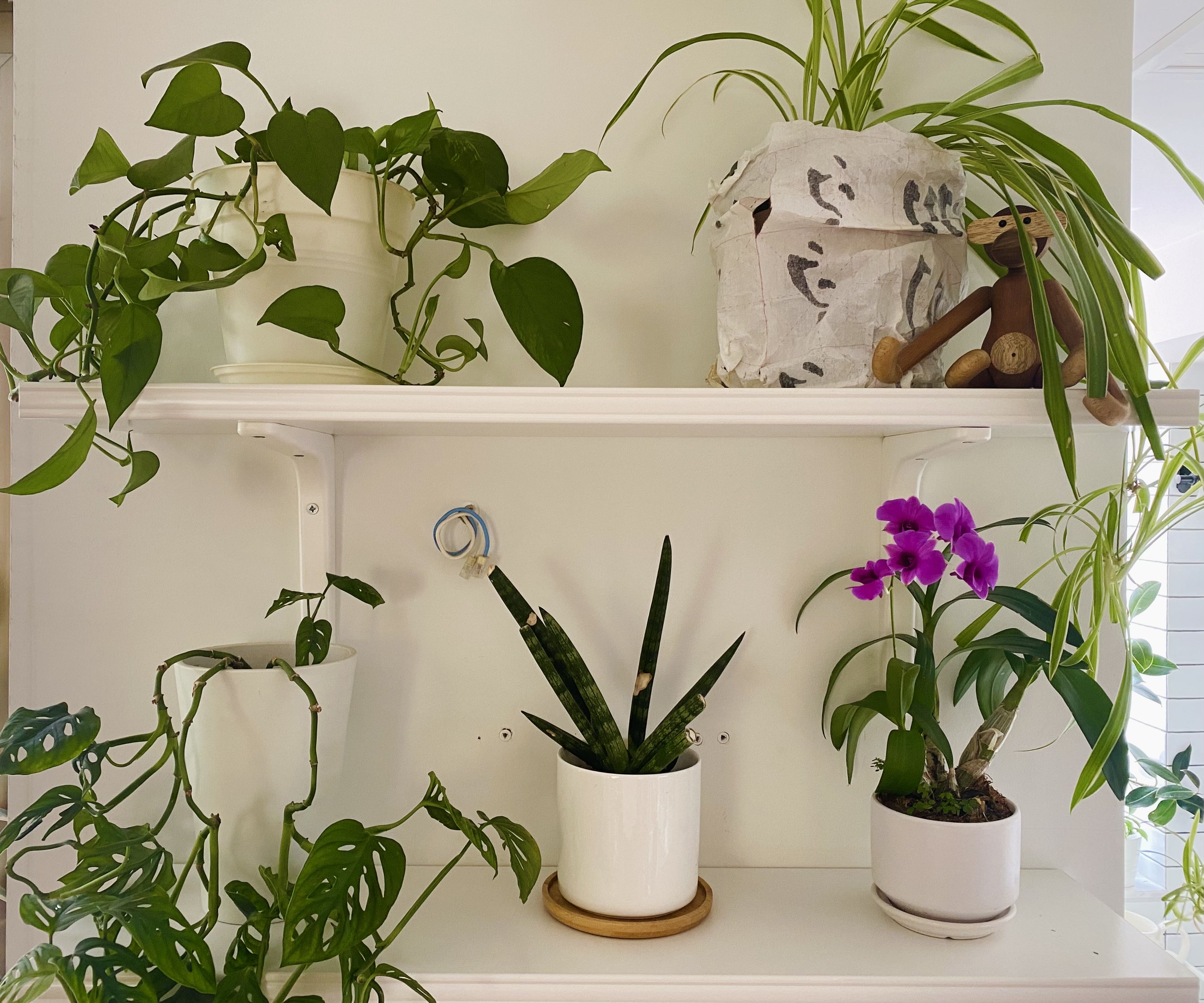 进阶为植物养殖高手必养的植物,20年种植经验告诉你多肉这样养