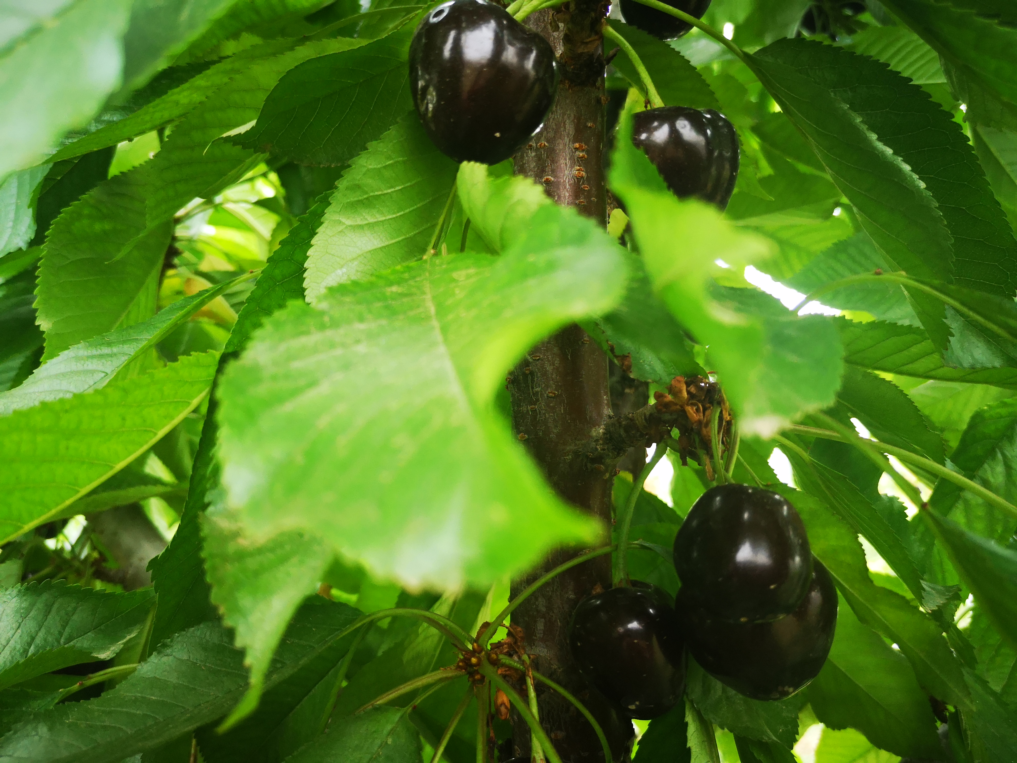 澳大利亚车厘子几月熟,澳大利亚车厘子为什么便宜