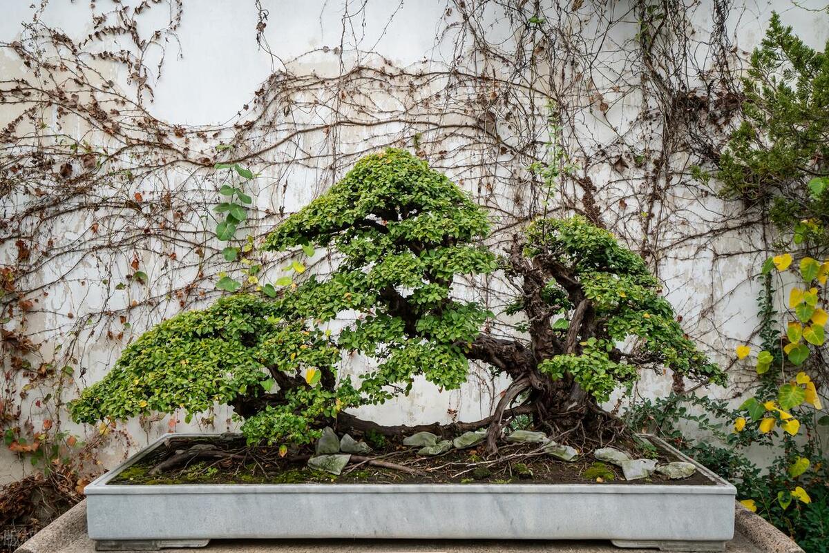 盆景初学入门技巧,盆景新手入门树桩