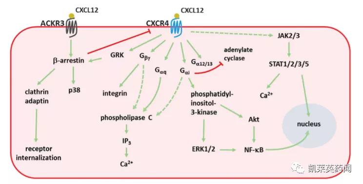 新药巡礼:核酸“抗体”曙光已现,NOX-A12发力肿瘤治疗
