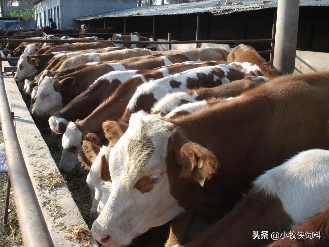 肉牛养殖技术和方法有哪些,肉牛养殖技术养牛