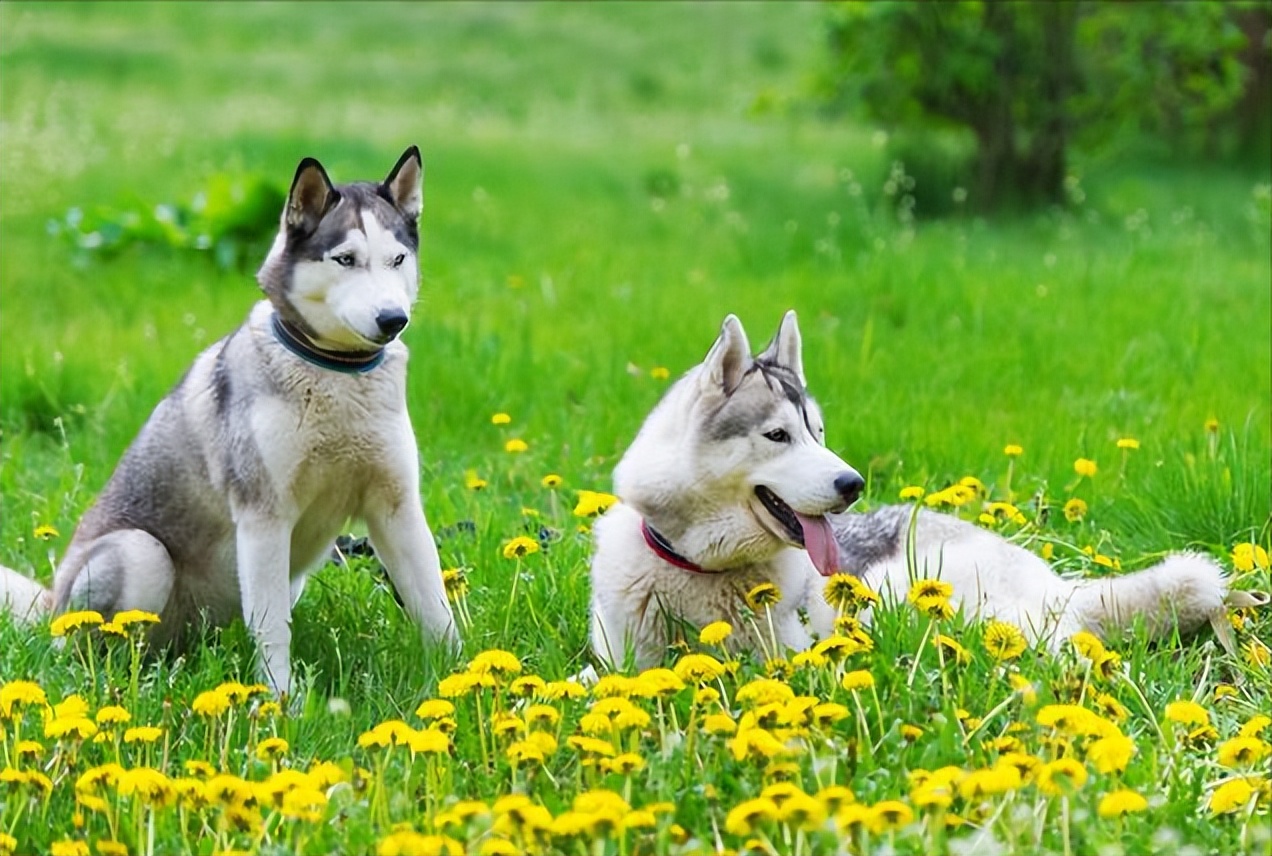 为什么狗狗“交配”的时候，不能轻易打断？