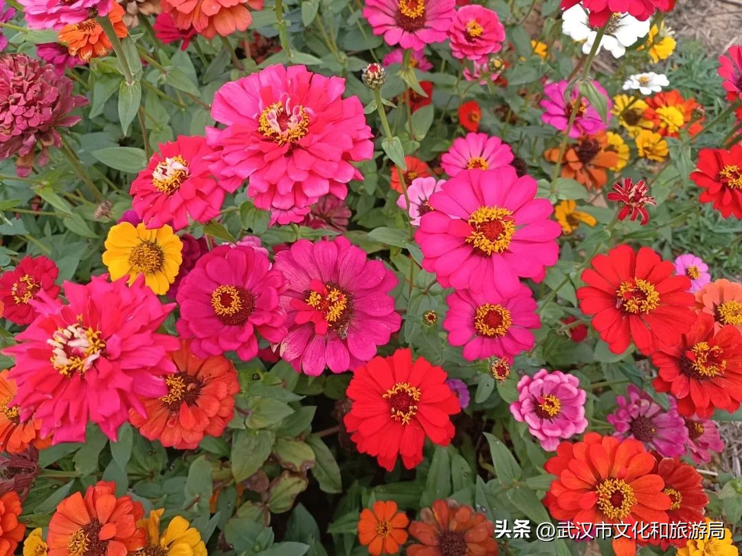 花朝河湾旅游景区本地人要门票吗,潘塘罗杨村花朝河湾景区最新消息