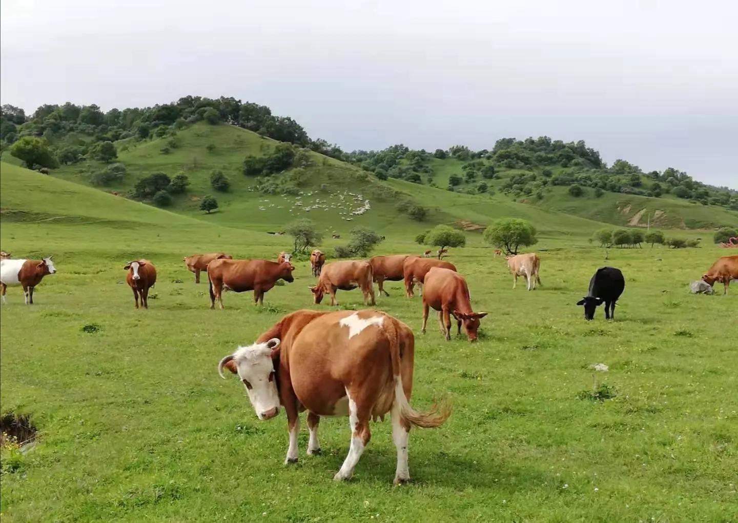 真的不是玩笑！牛羊打嗝、放屁真的要征税了，新西兰做法大有深意