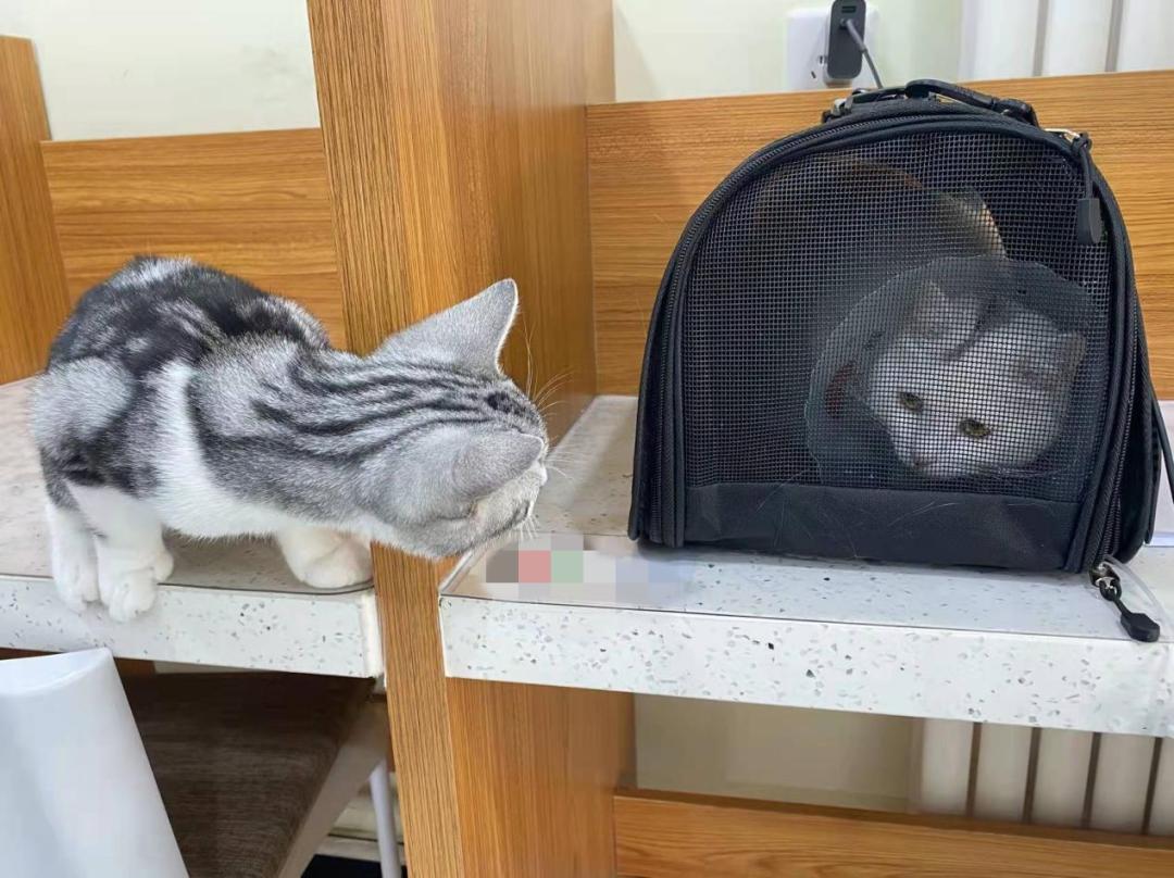 给猫咪做体检要花多少钱,猫咪看病一次花多少钱