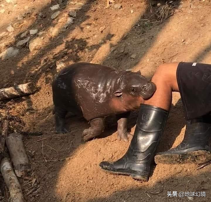 21张罕见动物照：凶狠浣熊攻击鳄鱼，巨大水蛭缠腰一圈