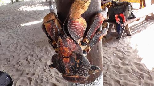 能徒手敲开椰子壳，上树捕杀海鸟，被它夹一下相当于被狮子咬一口