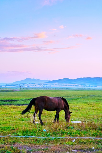 马年生肖马的人心胸开阔,生肖马2023年的感情怎么样