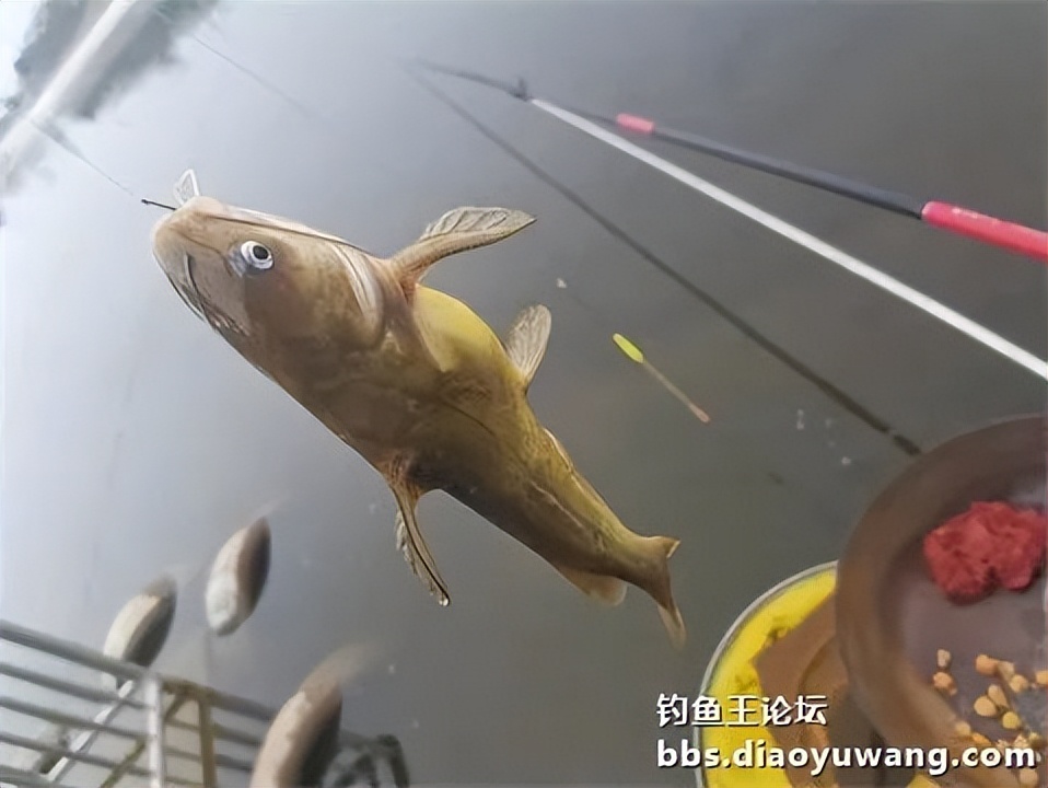 钓鱼王王者风范，拿捏多鱼种轻松