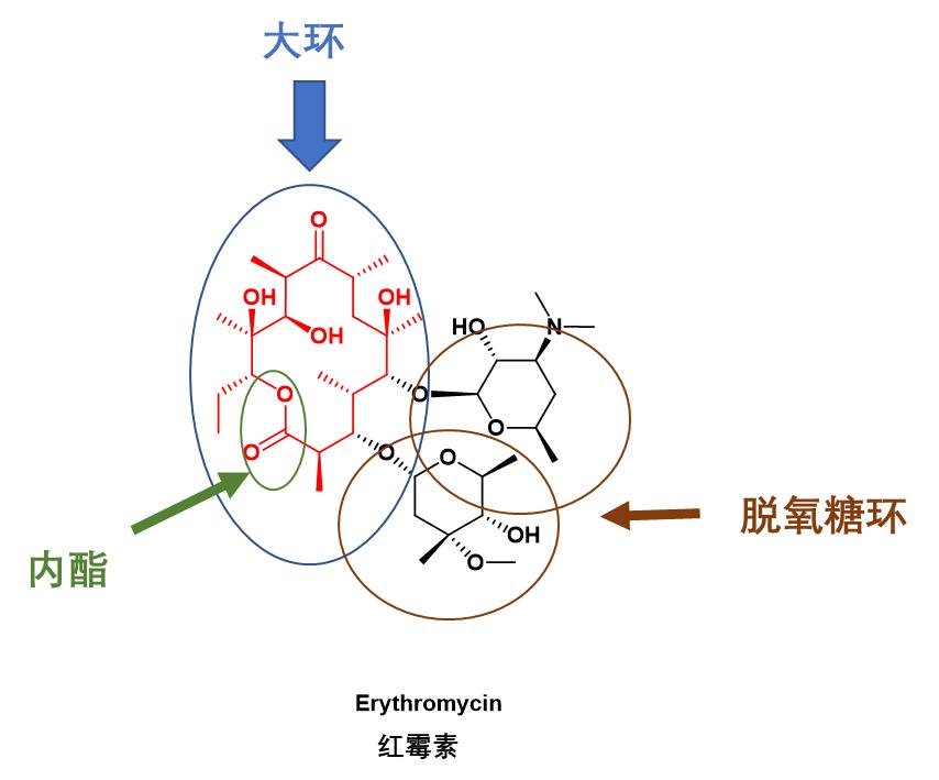 大环内酯（Macrolides）类抗生素药物综述