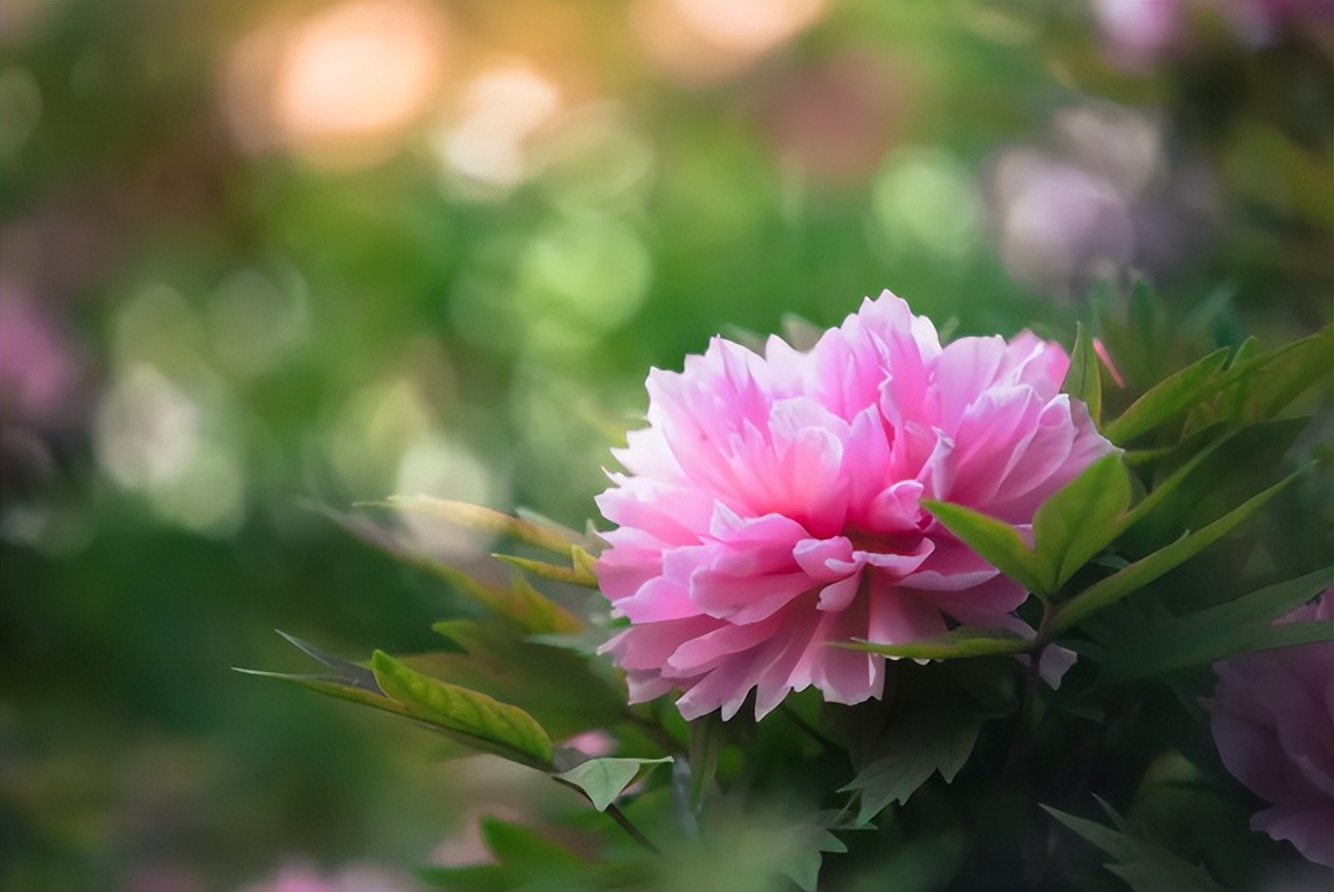 经典描写谷雨节气的诗句,10首谷雨诗词留住最后一抹春