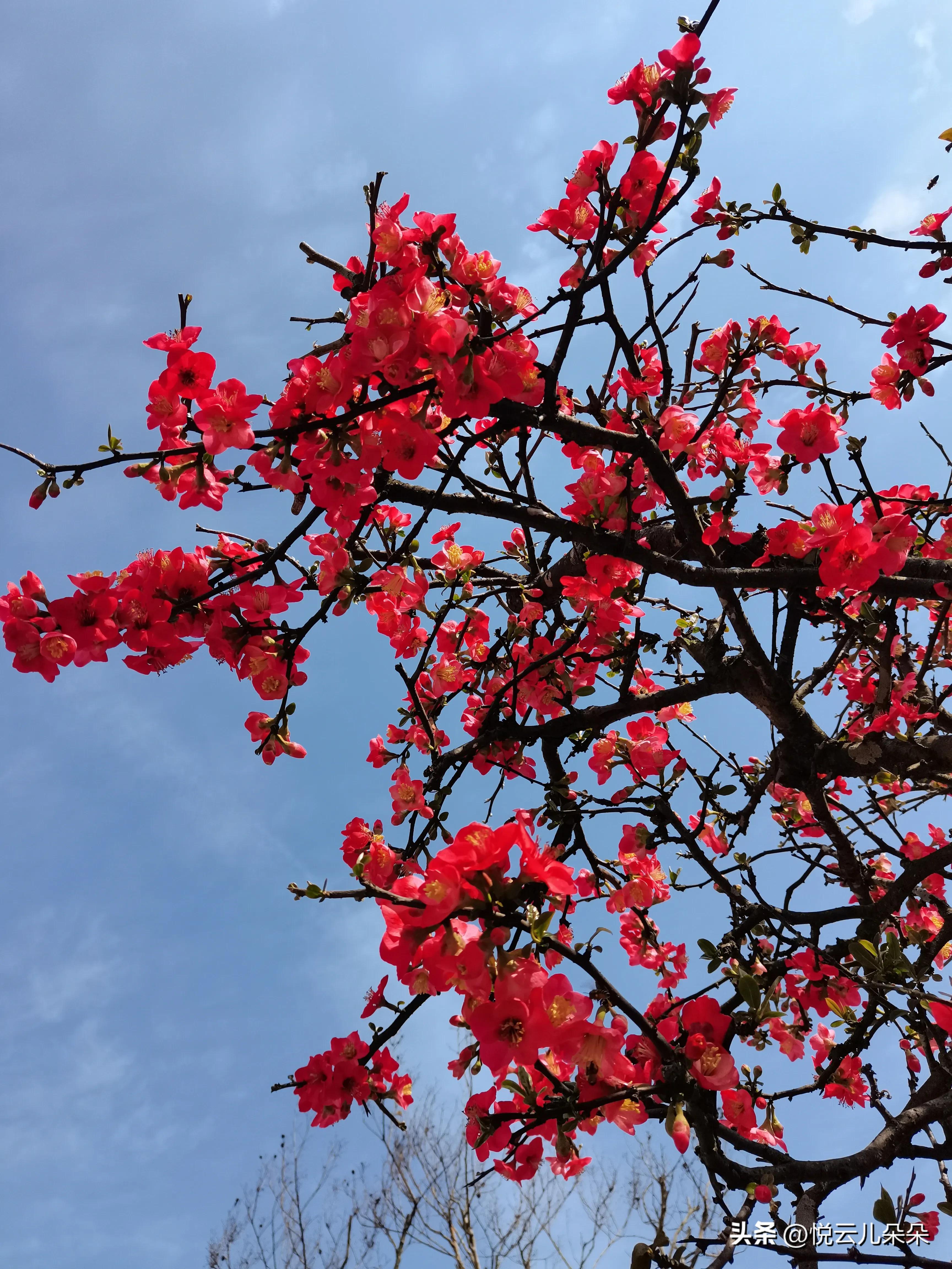 愿你如花,愿你生活四季如花