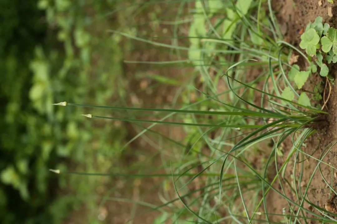 野菜是不能随便吃的,郊外的野菜别乱吃当心中毒过敏