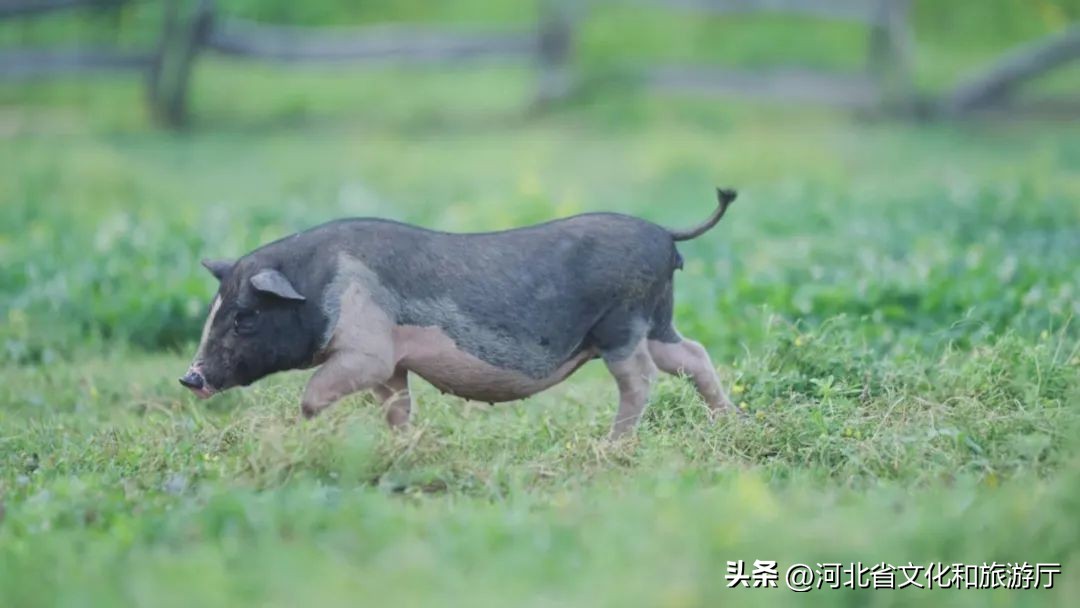 易县2013-2030全域旅游发展规划,河北保定易县旅游的发展