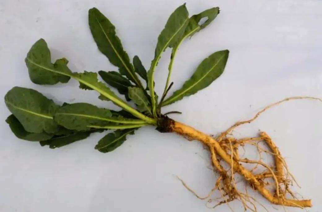 农村常见的顽固藤条植物,农村常见的止血植物图片