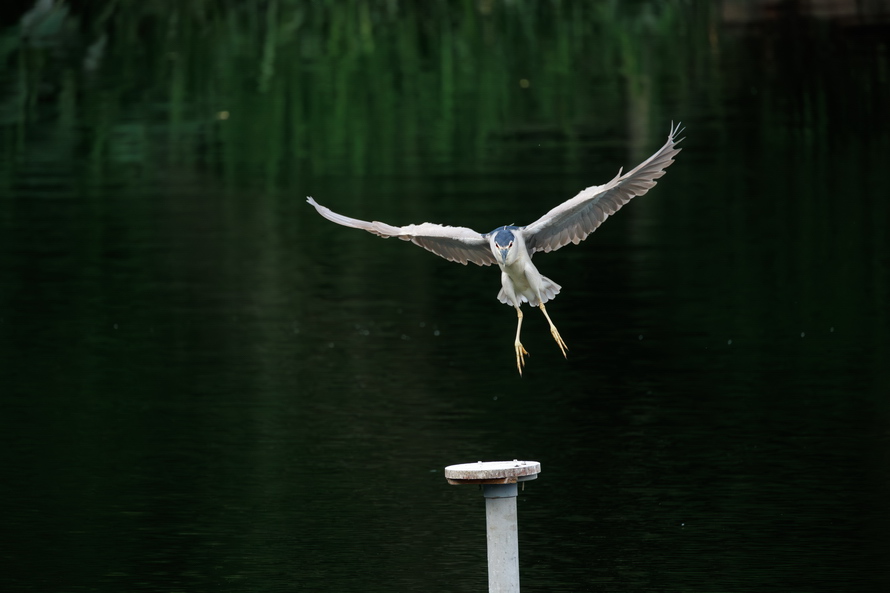 佳能eosr8打鸟,佳能eosr8拍视频变焦