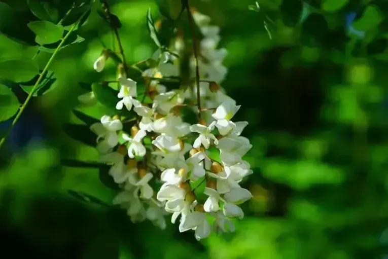 桂林美女拍照,桂林美女导游