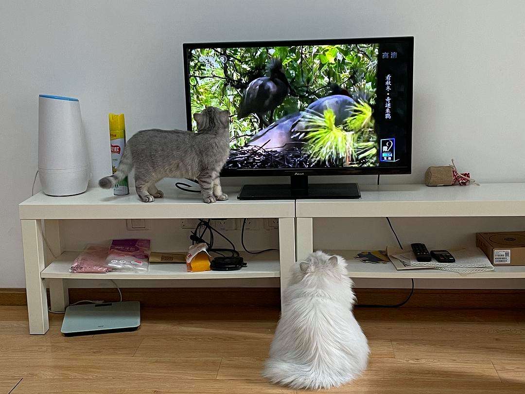 当猫咪过上人一样的生活,当猫和人一样生活