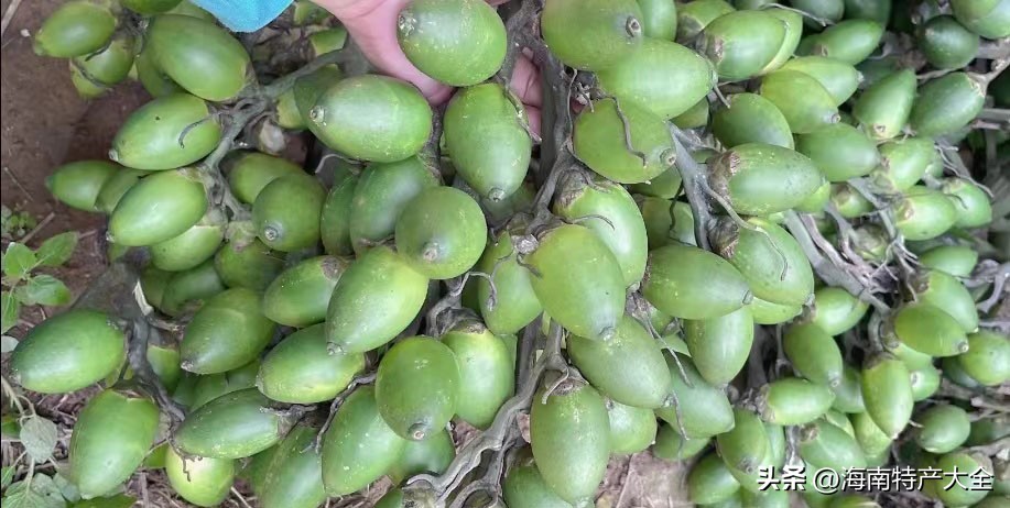 海南青果槟榔行情 (五年后海南槟榔行情会好吗)