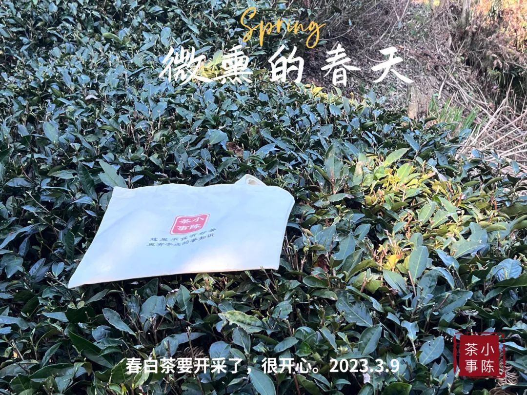 一年中哪个季节的茶叶最好喝,一年里茶叶什么季节最便宜