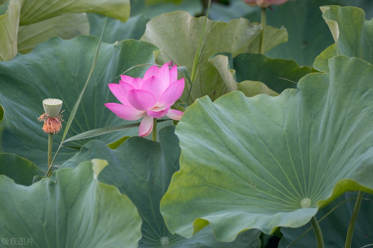 荷花是中国名花之一深受人们喜爱,传统名花荷花