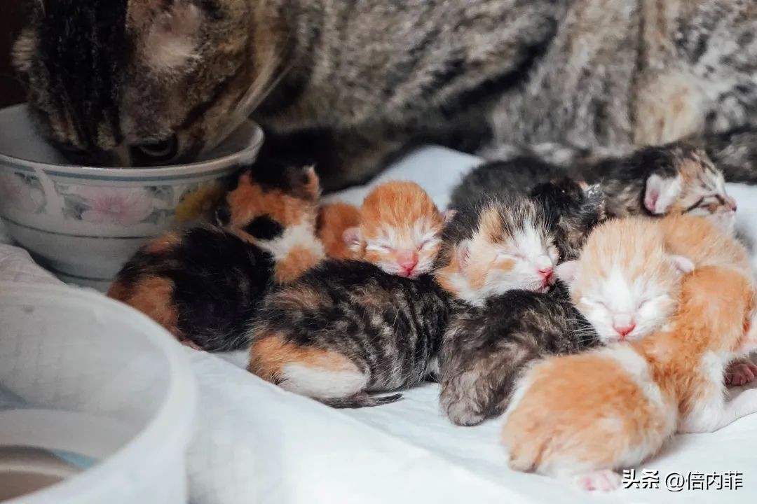 让我看看有多少人中了：猫晒太阳能补钙的*局骗**？