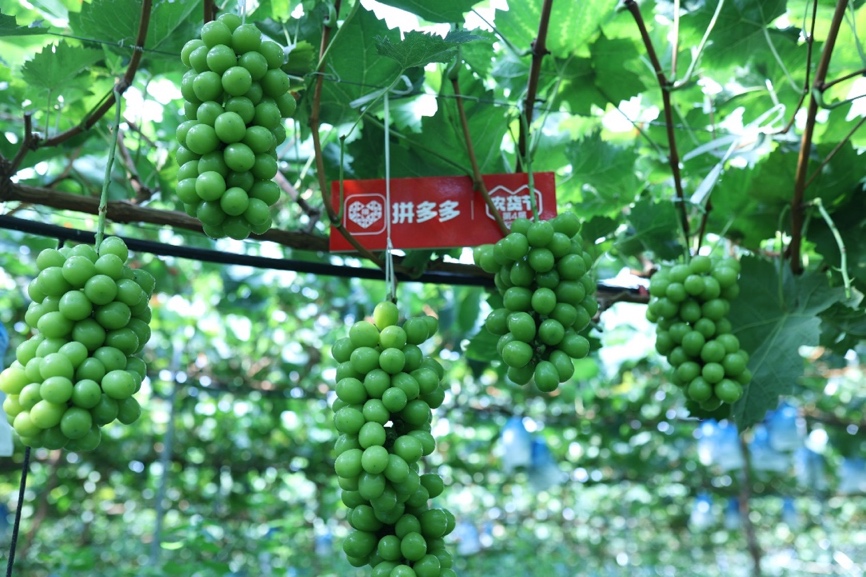 拼多多入局农业战略的优势,拼多多重塑农业产业带