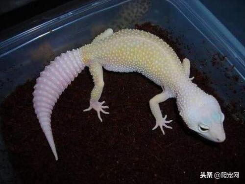 豹纹守宫用什么垫材,豹纹守宫吃虫子呕吐