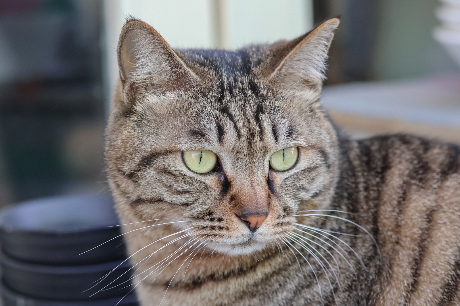 eos佳能轻便小巧,佳能微型相机eos