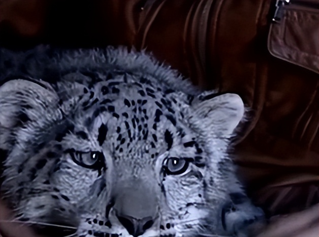 云南农村小伙捡到一只小猫,小伙捡到一只活体小猫