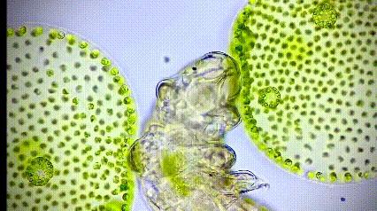 运动神经元显微镜观察内容与结果,显微镜下观察神经元的判断依据