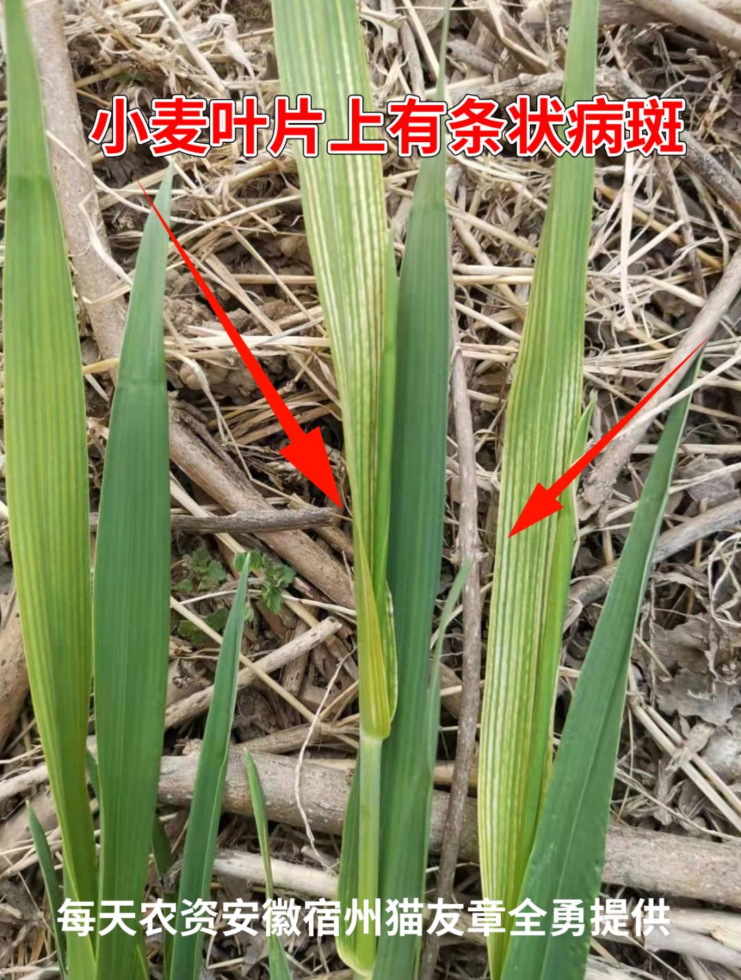 小麦发黄的原因及最佳防治药剂,小麦发黄枯死是什么原因