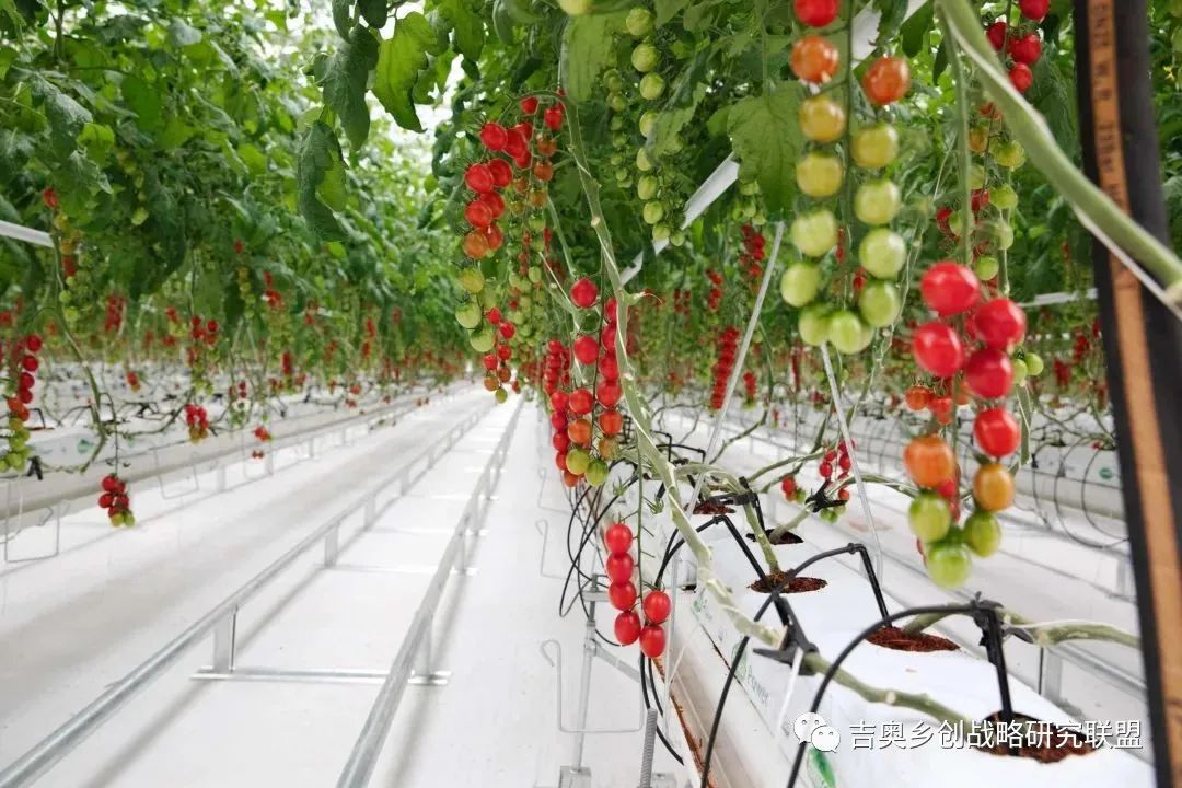 媒体：乡村振兴要借助数字技术,数字乡村是乡村振兴的战略方向