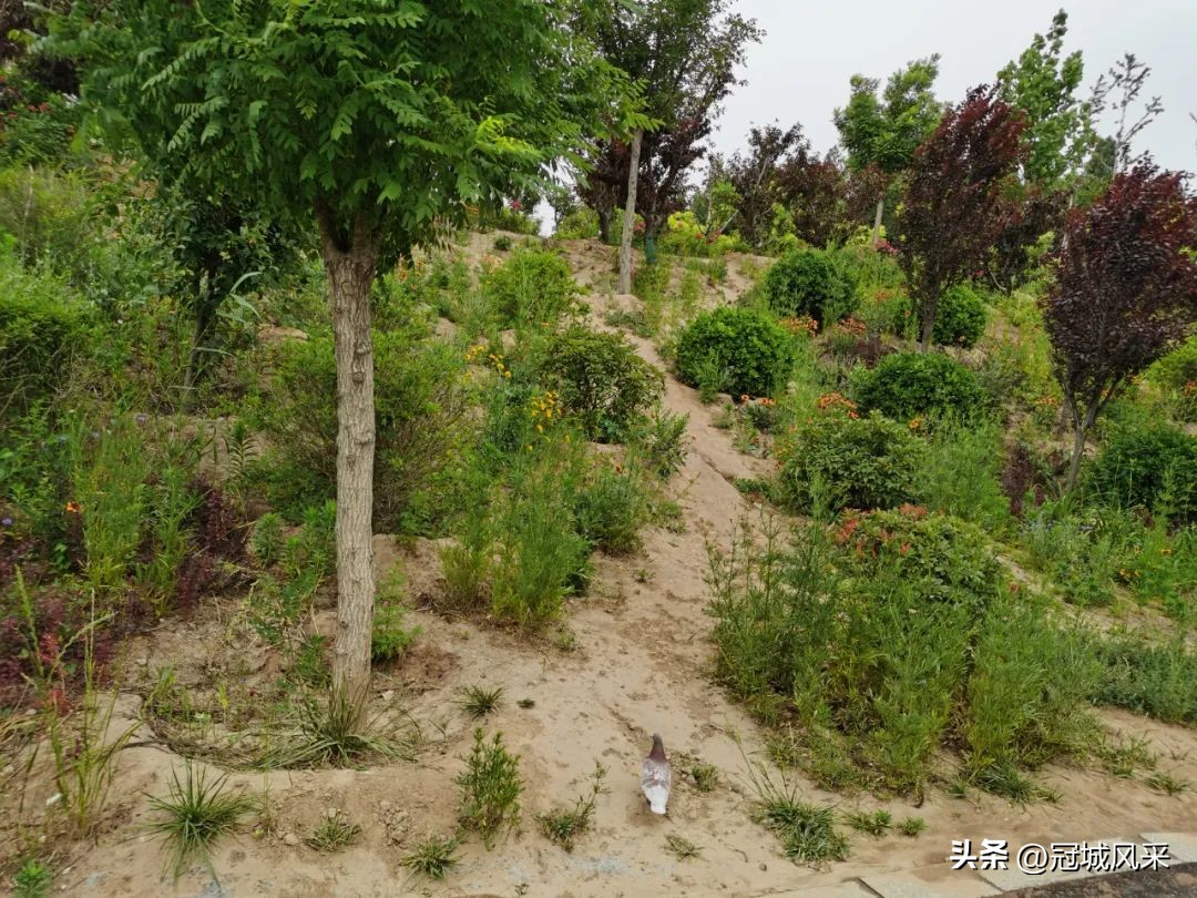 临清龙山公园最新进展,游临清公园